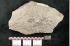 Foto (Objekt + Etikett) von Lycopodites palaeoselaginella Ettingshausen (NHMW-GEO-2024-0188-10340b)